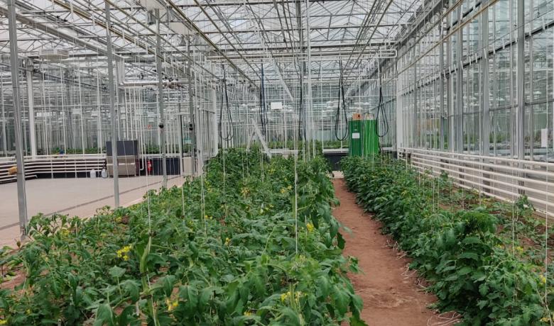 Hedafor - Deforche - productieserre - serre de production - production greenhouse 